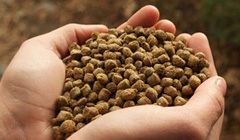 Fish feed pellets