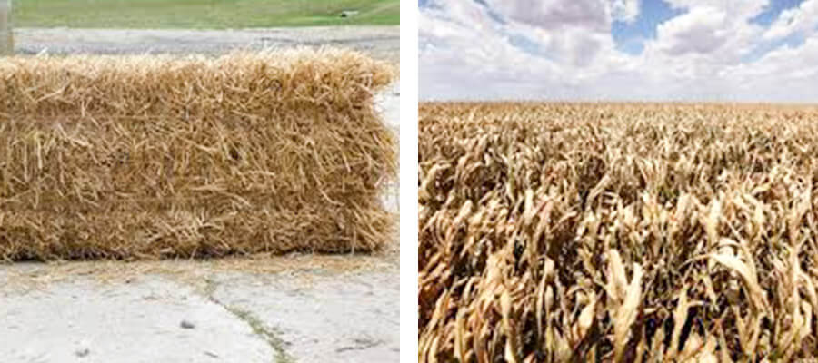 straw and crop stalks